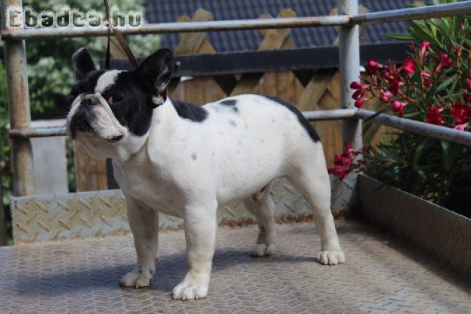 Törzskönyves Francia Bulldog kan