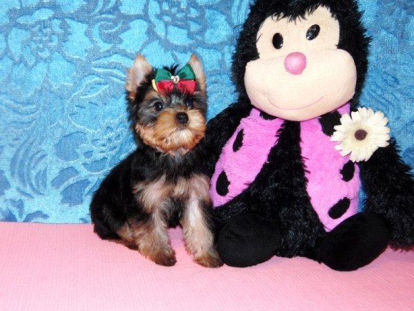 Yorkshire Terrier, Yorki