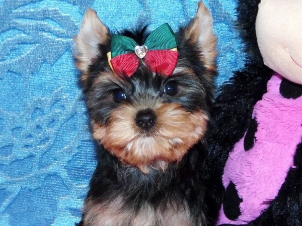 Yorkshire Terrier, Yorki
