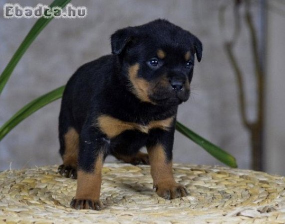 Rottweiler kölykök örökbefogadásra