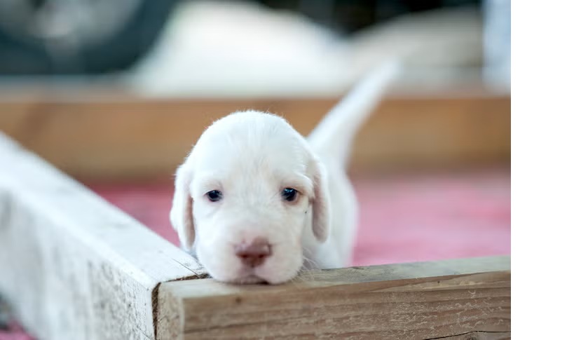 Hol legyen az ellető doboz?