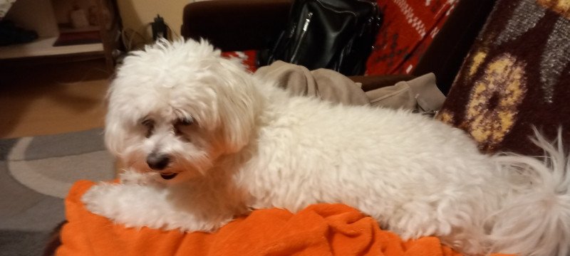 Máltai selyemfényű jellegű fiú