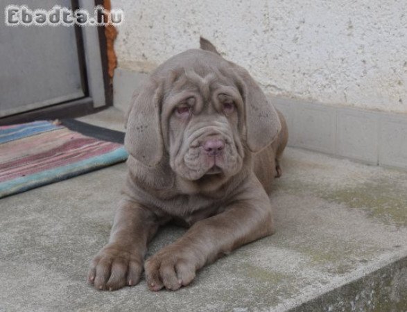 Nápolyi masztiff kiskutyák