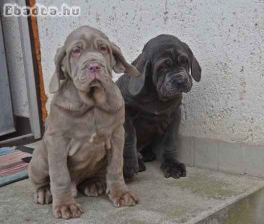 Nápolyi masztiff kiskutyák