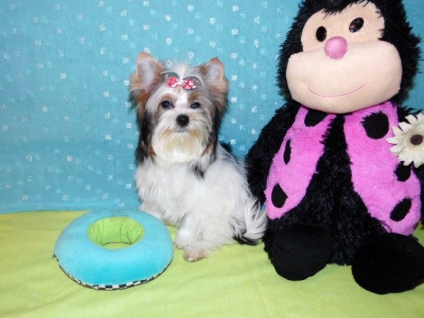 Biewer Yorkshire Terrier Yorki