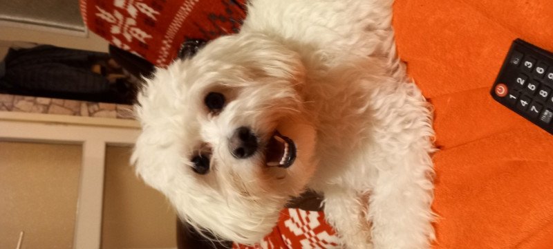 Máltai selyemfényű jellegű fiú