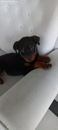 Rottweiler kölykök örökbefogadásra