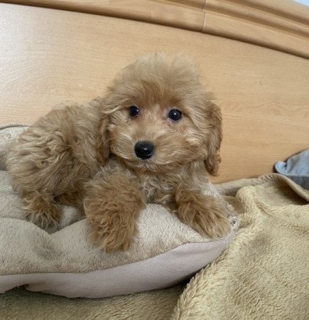 Maltipoo maltai selyem es uszkar