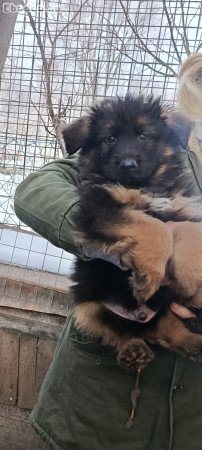 Németjuhász kiskutyák Tk-s szülőktől Tk nélkül