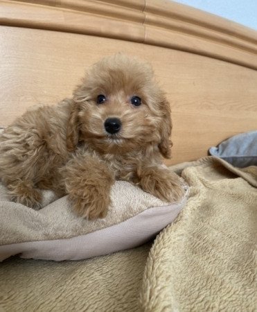 Maltipoo maltai selyem es uszkar