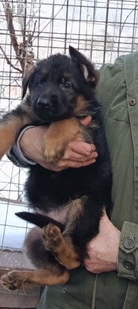 Németjuhász kiskutyák Tk-s szülőktől Tk nélkül