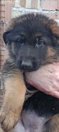 Németjuhász kiskutyák Tk-s szülőktől Tk nélkül