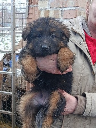 Németjuhász kiskutyák Tk-s szülőktől Tk nélkül