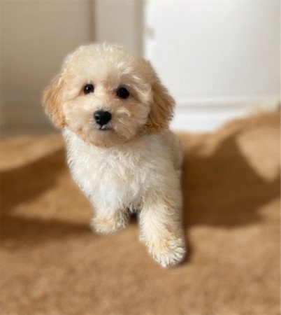 Maltipoo