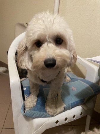 Maltipoo maltai es uszkar