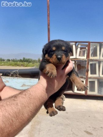 Rottweiler kölykök örökbefogadásra