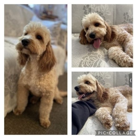 Cockapoo cocker spaniel es kozep uszkar