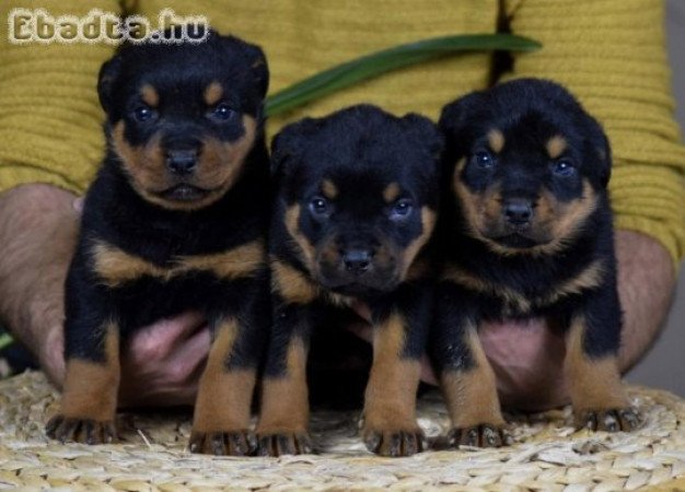 Rottweiler kölykök örökbefogadásra