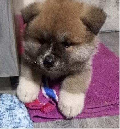 Japán Akita inu