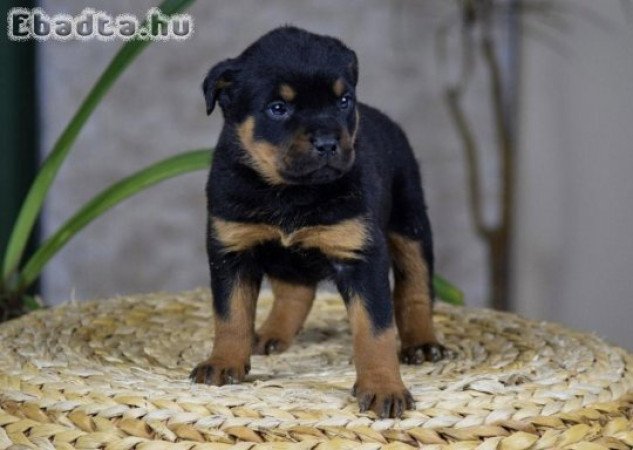 Rottweiler kölykök örökbefogadásra