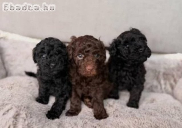 Törpe toy uszkàr Bichon Havanese kiskutyák