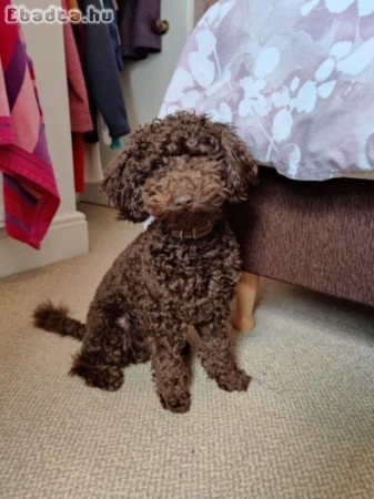 Törpe toy uszkàr Bichon Havanese kiskutyák
