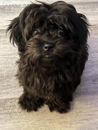 Törpe toy uszkàr Bichon Havanese kiskutyák