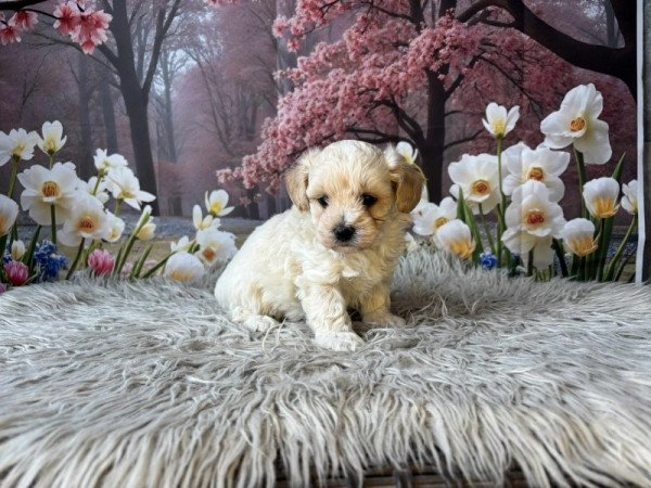 Maltipoo