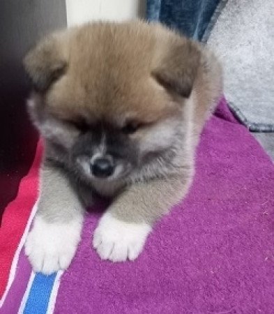 Japán Akita inu
