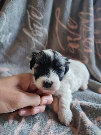 Bichon havanese