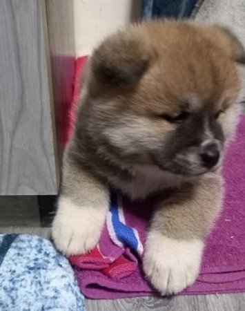 Japán Akita inu