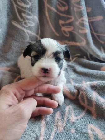 Bichon havanese