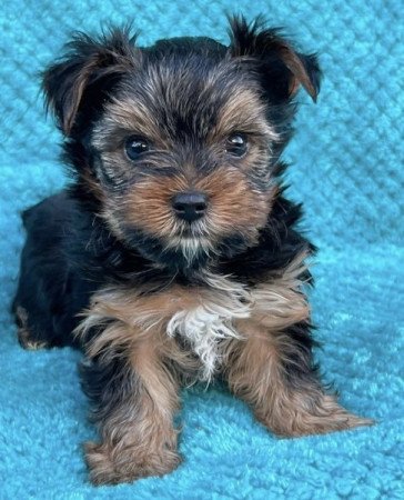 Yorkshire terrier