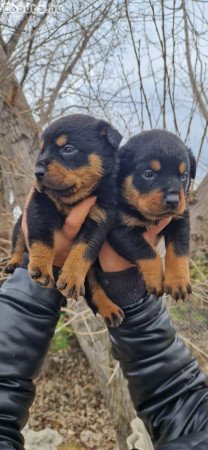 Rottweiler kölykök örökbefogadásra