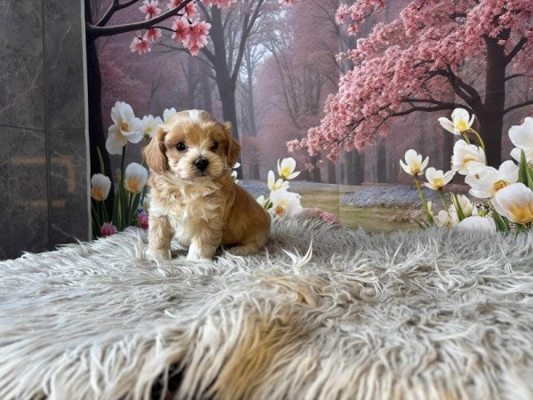 Maltipoo