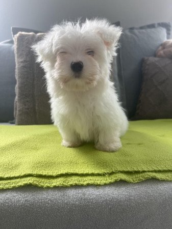 Bichon havanese