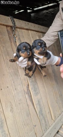 Rottweiler kölykök örökbefogadásra