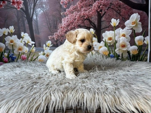 Maltipoo