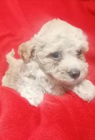 Maltipoo (máltai x uszkár)