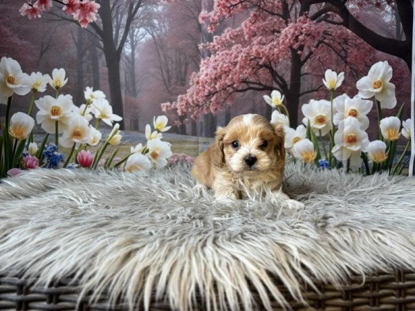 Maltipoo