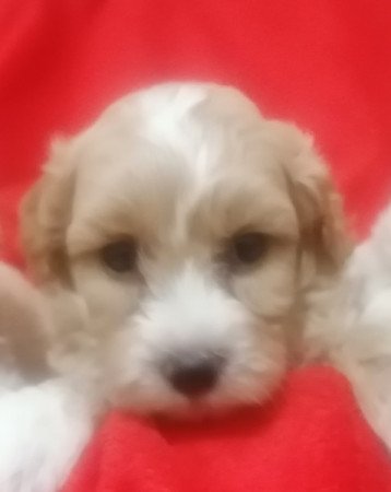 Maltipoo (máltai x uszkár)