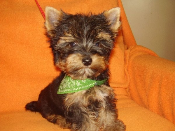 Yorkshire terrier