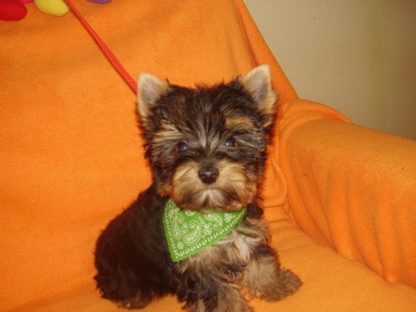 Yorkshire terrier