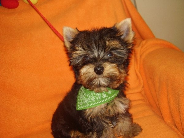 Yorkshire terrier