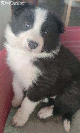 Eladó Border Collie kiskutyák