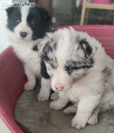 Eladó Border Collie kiskutyák