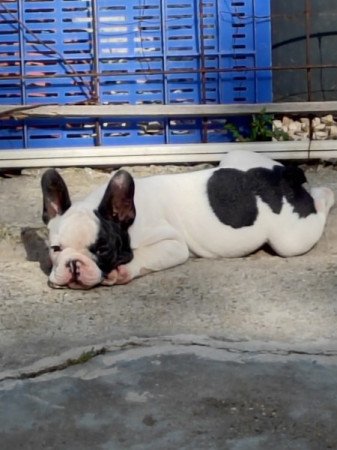 Francia bulldog