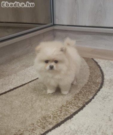 Csodaszép pomerániai törpe spicc kislány eladó