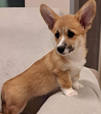 Pembroke Welsh Corgi kislány elérhető