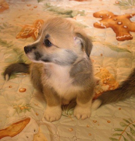 Pembroke Welsh Corgi kislány elérhető